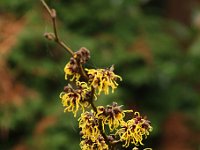 Hamamelis Advent 2016 01 23 9187